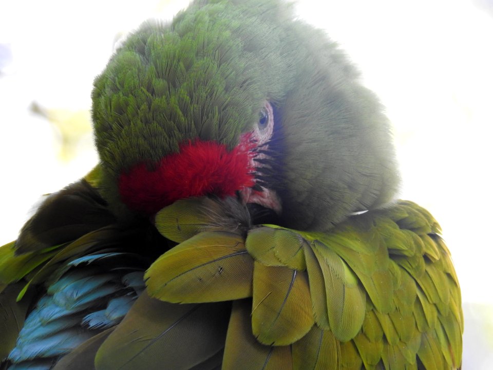 Costa Rica's Spyrogyra and Zoo