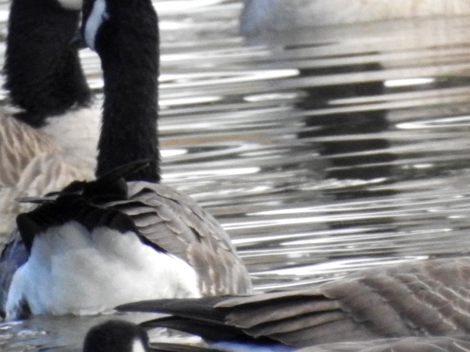 The Canadian Geese from Warren Park