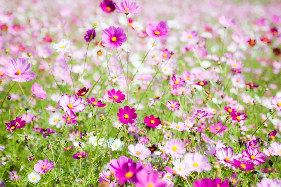 Flower fields grass meadow