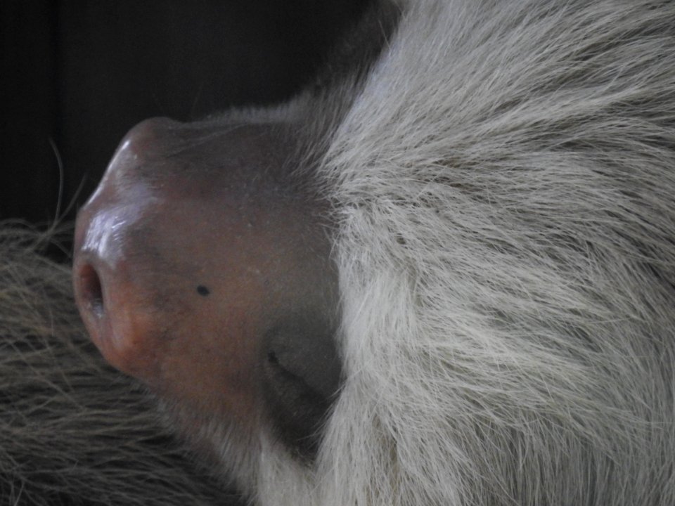 Costa Rica's Spyrogyra and Zoo