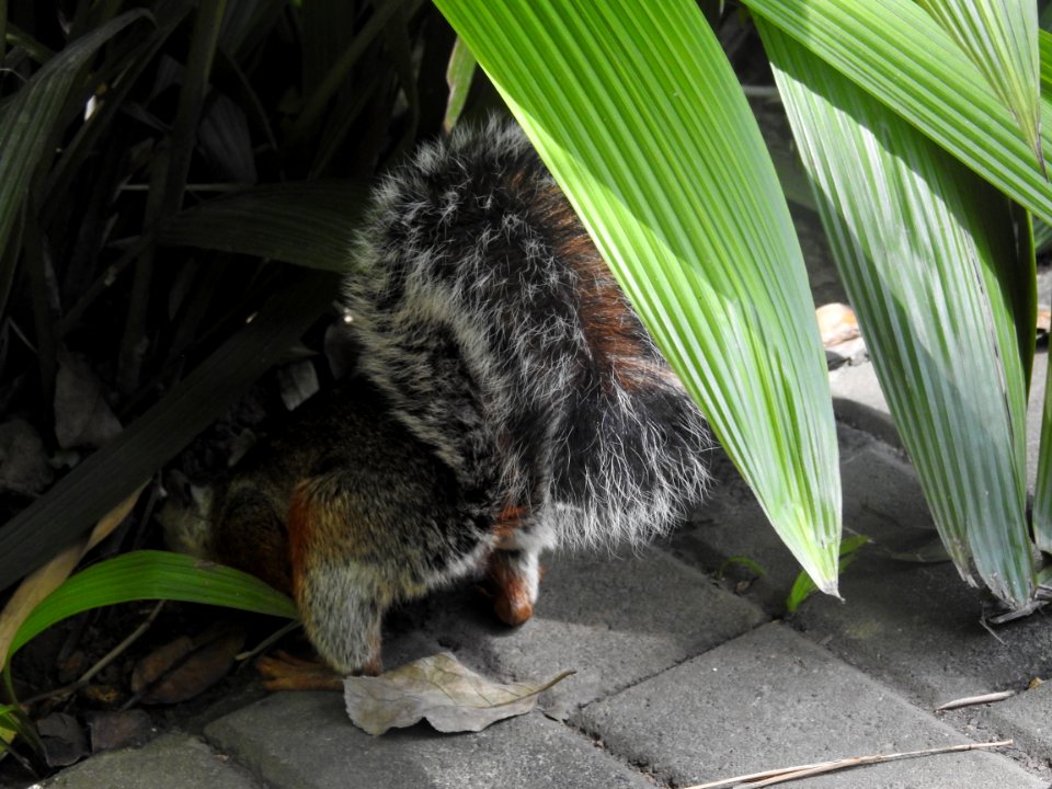 Costa Rica's Spyrogyra and Zoo