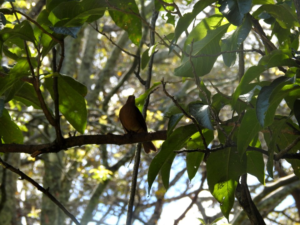 Costa Rica's Spyrogyra and Zoo
