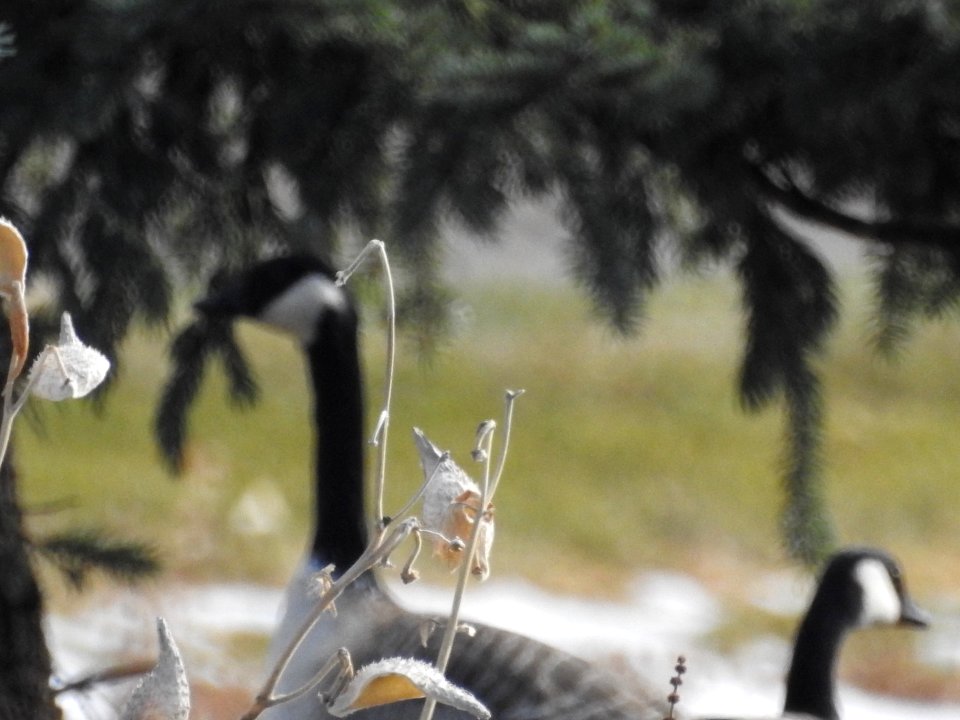 The Canadian Geese from Warren Park