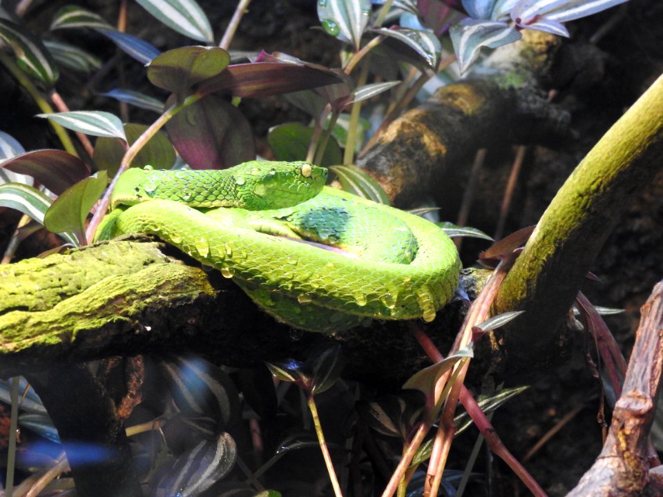 Costa Rica's Spyrogyra and Zoo