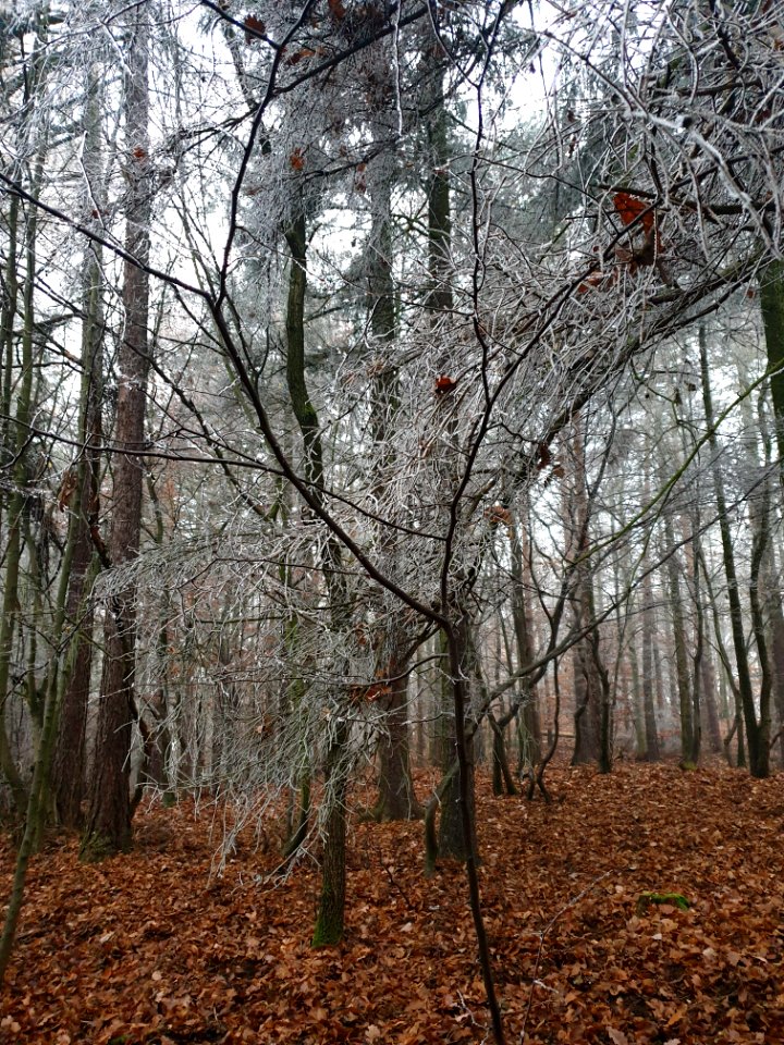 nature mixed forest in winter 04 photo
