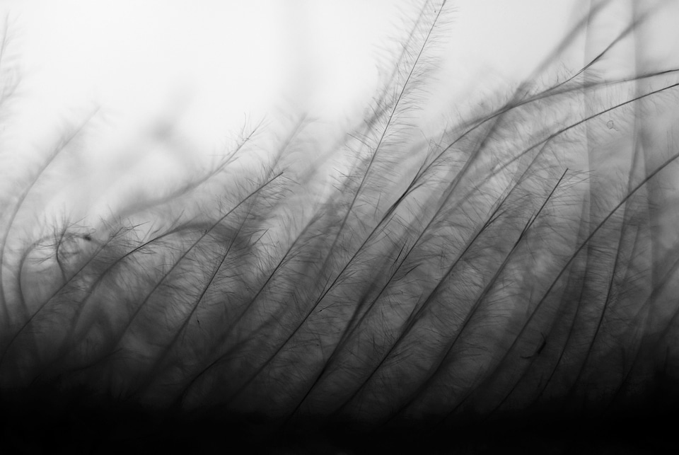 Black and white nature summer