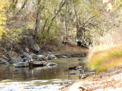 Springer Natural Area - Fort Collins.