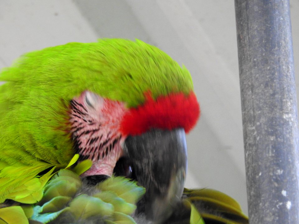 Costa Rica's Spyrogyra and Zoo