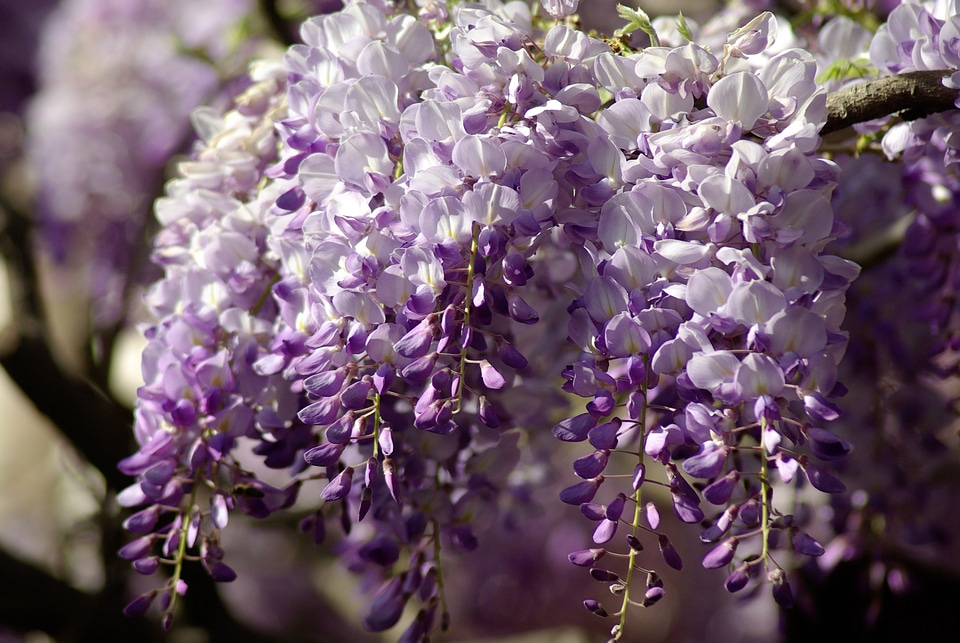 Cluster flowers purple