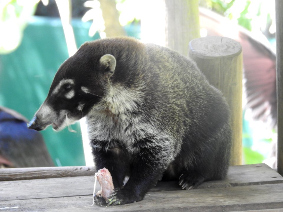 Costa Rica's Spyrogyra and Zoo