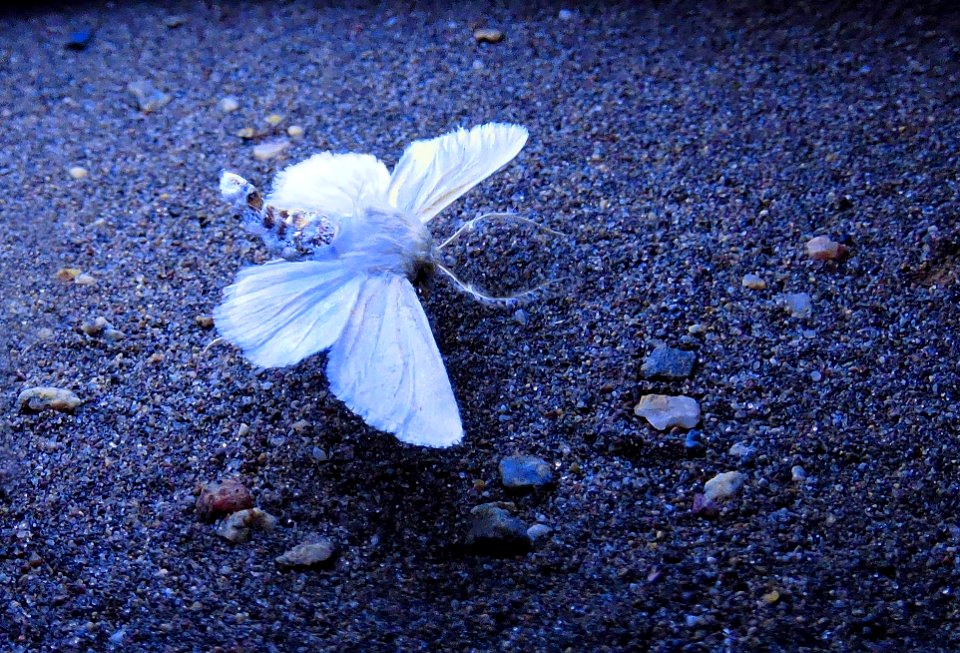 Great Sand Dunes Noctuid Moth on Sand