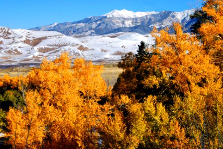 Gold Cottonwoods, Dunes and Snow