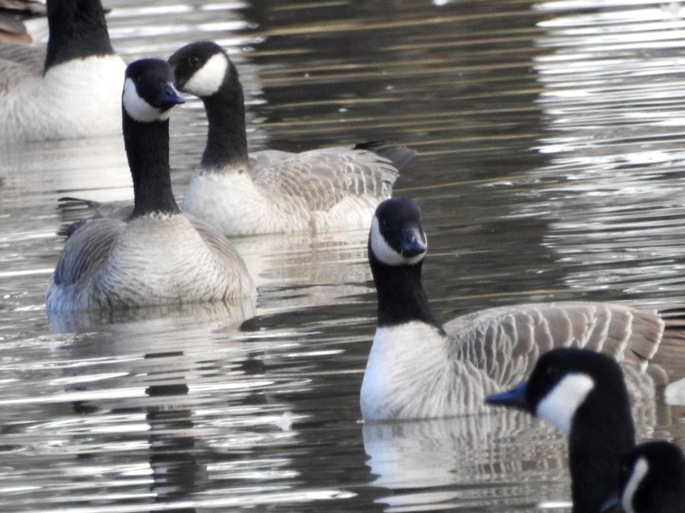 The Canadian Geese from Warren Park