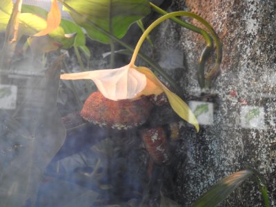 Costa Rica's Spyrogyra and Zoo