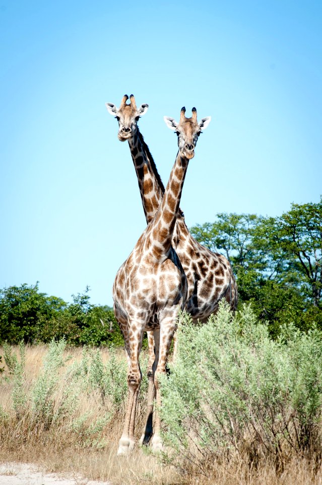 Savuti, Botswana, 3/2012 photo