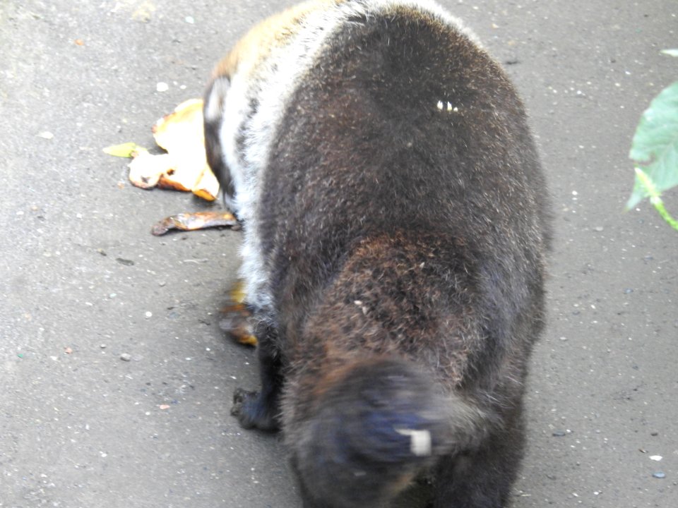 Costa Rica's Spyrogyra and Zoo