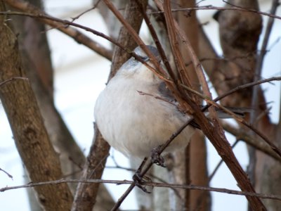 Mockingbird in Kennesaw