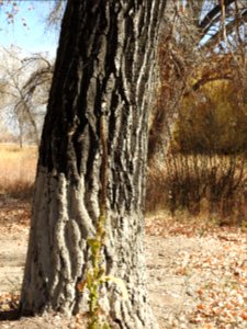 Springer Natural Area - Fort Collins.