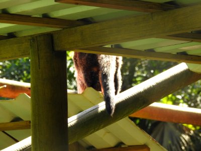 Costa Rica's Spyrogyra and Zoo