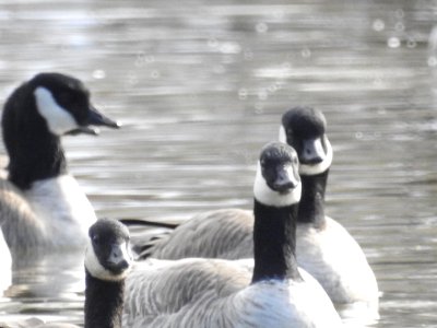 The Canadian Geese from Warren Park photo