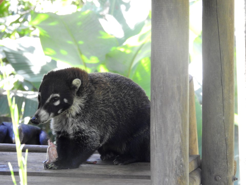 Costa Rica's Spyrogyra and Zoo