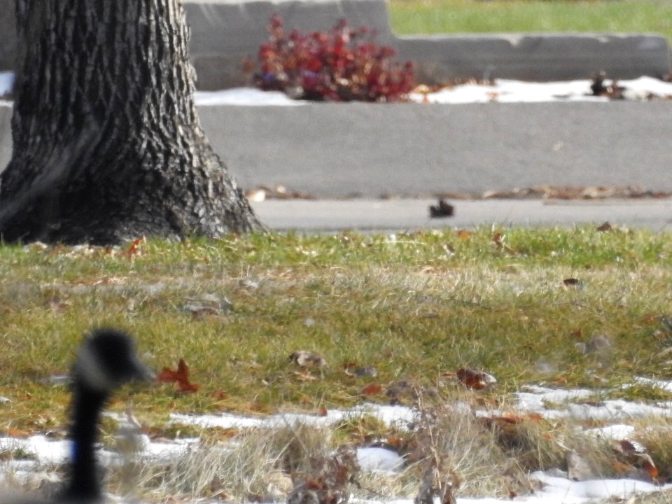The Canadian Geese from Warren Park