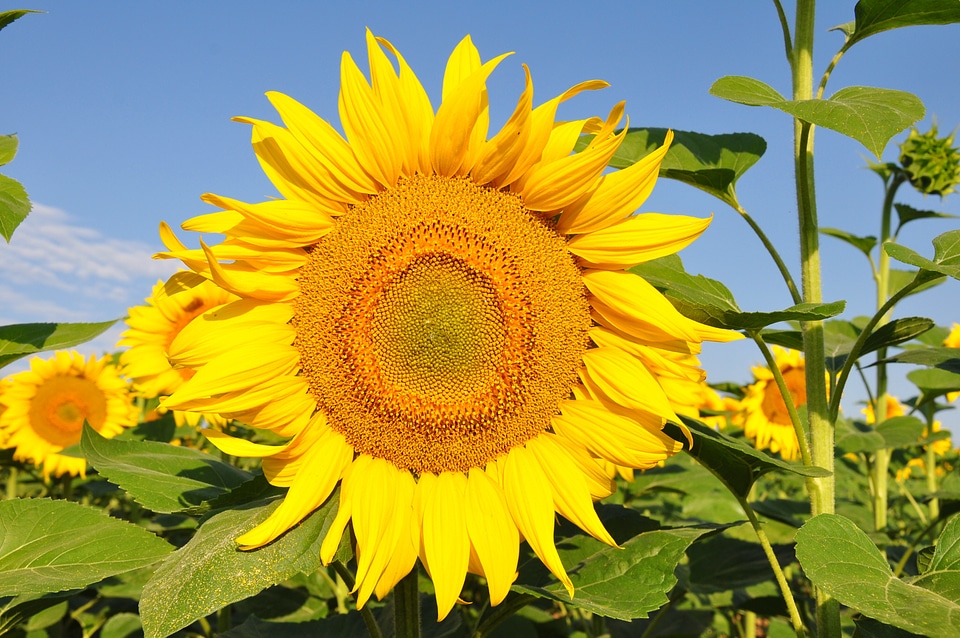Sunflower yellow flower sunflower field