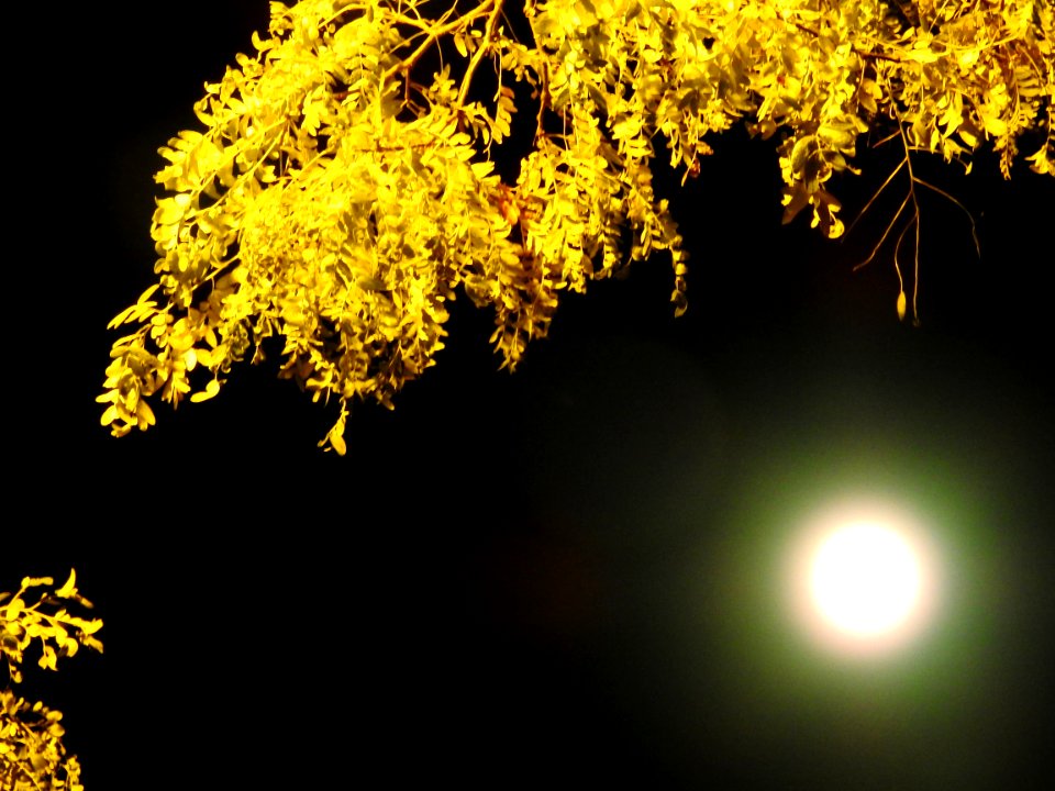 Blue moon, green moon, yellow moon. Tonight's full moon in Fort Collins, Colorado