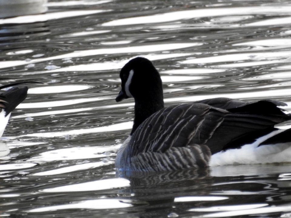 The Canadian Geese from Warren Park