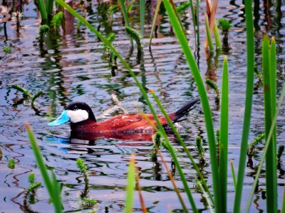 Ruddy Duck, South Twin Lake photo