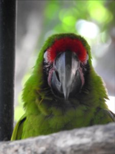 Costa Rica's Spyrogyra and Zoo