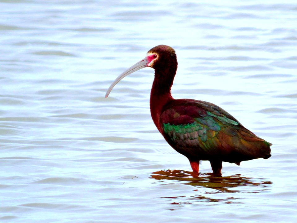 White-Faced Ibis in Wetland West of Dunes