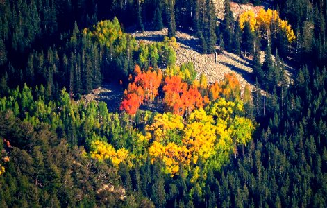 Red, Orange, Yellow and Green Aspens photo