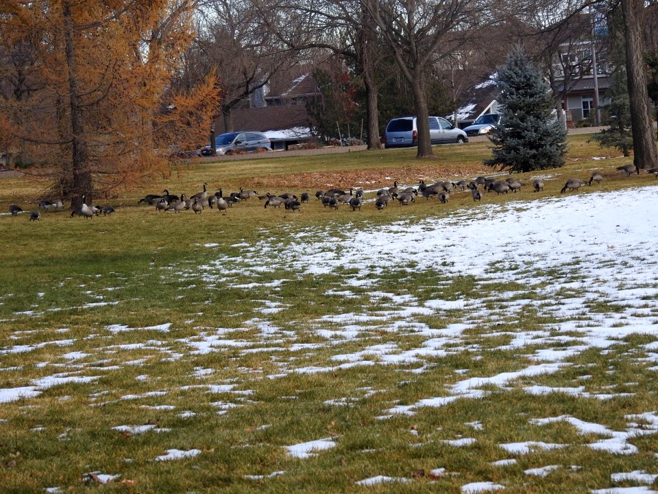 The Canadian Geese from Warren Park