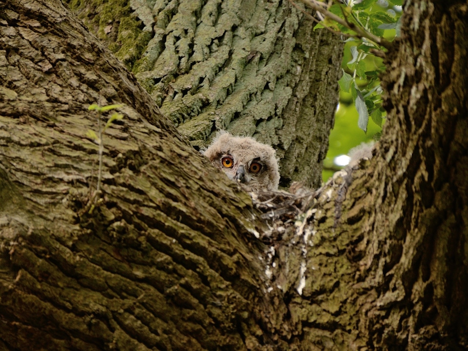 Owl's nest duvenstedter brook oak tree