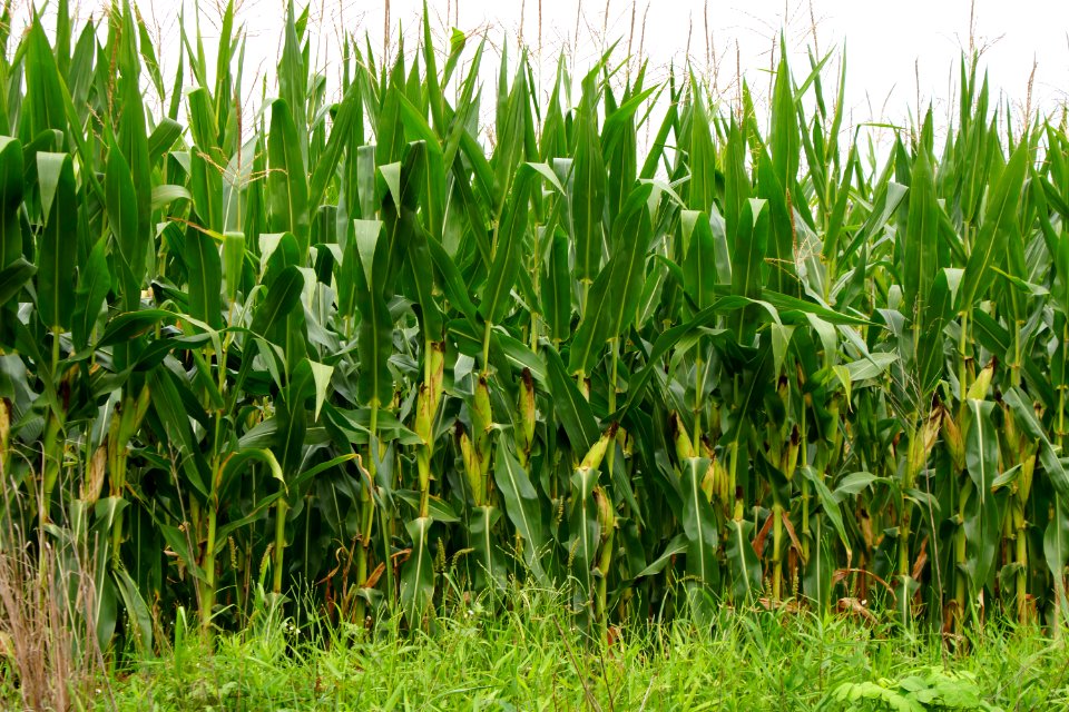 Cornstalks in Clyo, GA