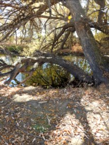 Springer Natural Area - Fort Collins.