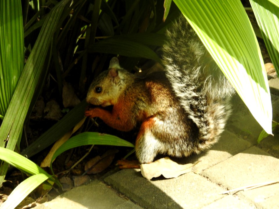 Costa Rica's Spyrogyra and Zoo