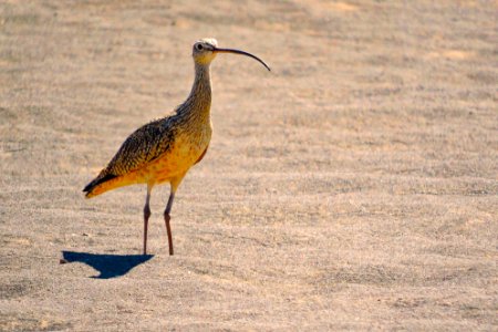 Long-billed Curlew on Sand photo