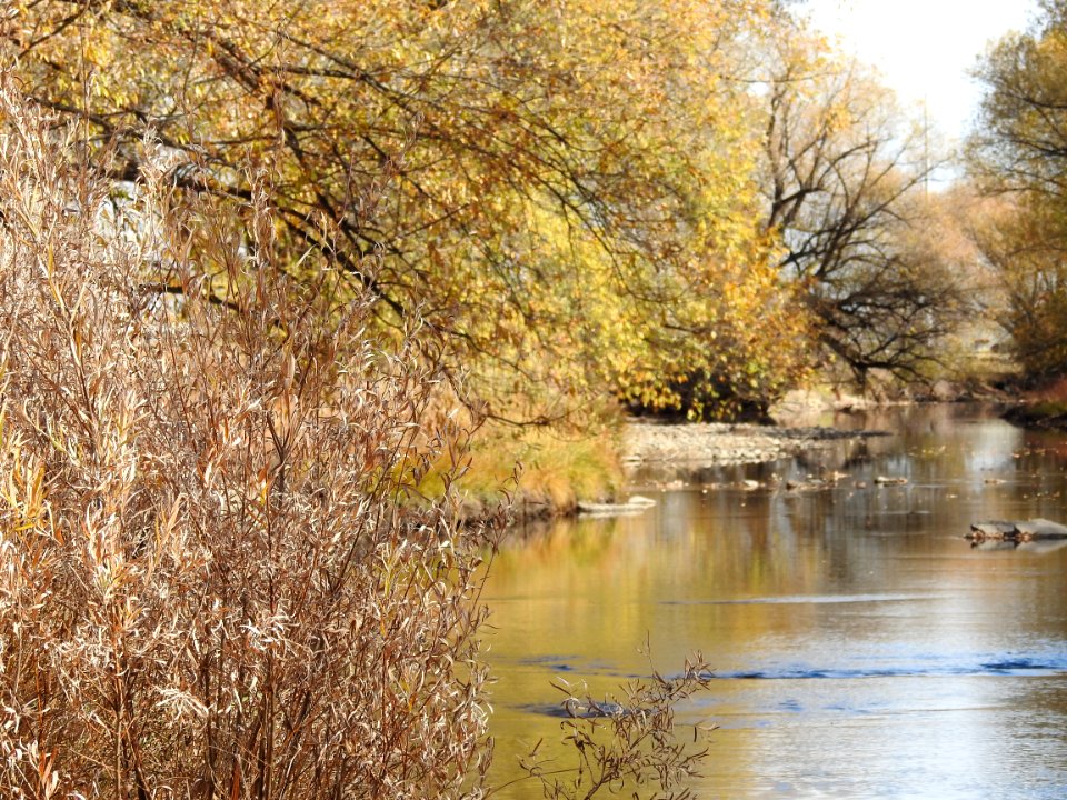 Springer Natural Area - Fort Collins.