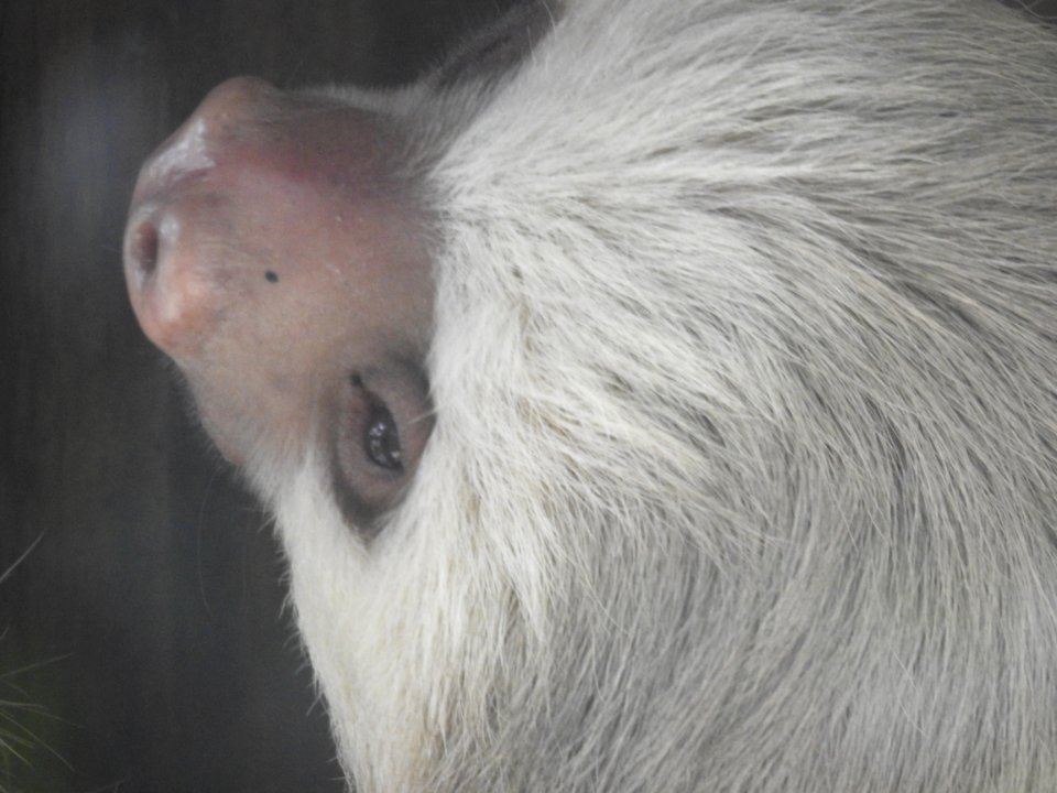 Costa Rica's Spyrogyra and Zoo
