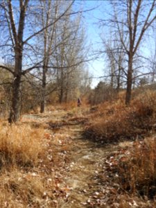 Springer Natural Area - Fort Collins.
