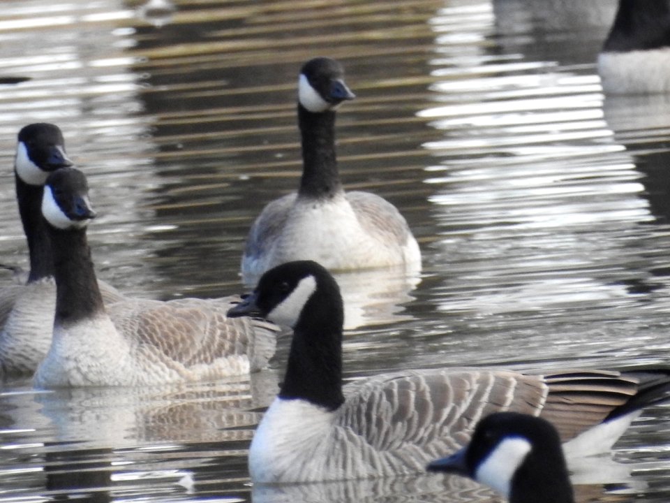 The Canadian Geese from Warren Park