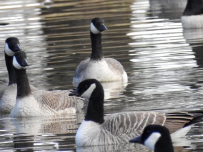The Canadian Geese from Warren Park