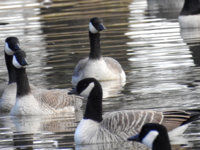 The Canadian Geese from Warren Park photo