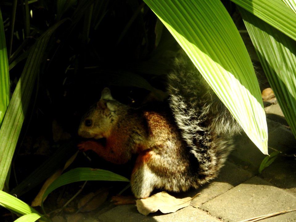 Costa Rica's Spyrogyra and Zoo