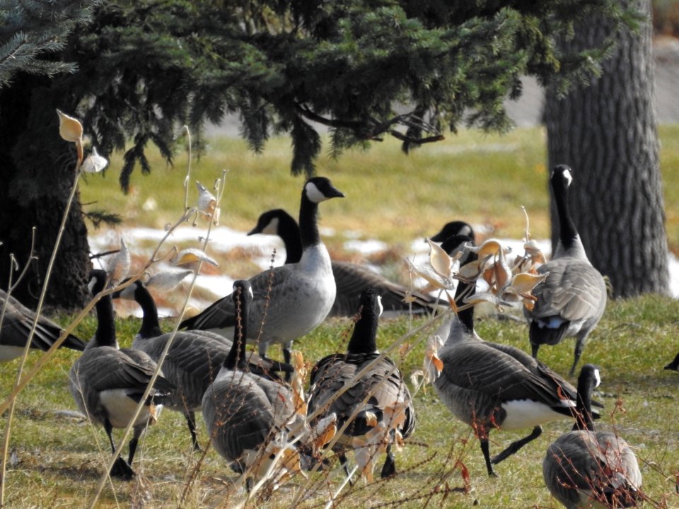The Canadian Geese from Warren Park