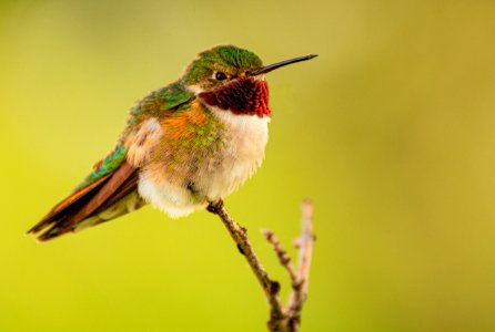 Broad-Tailed Hummingbird on Branch photo