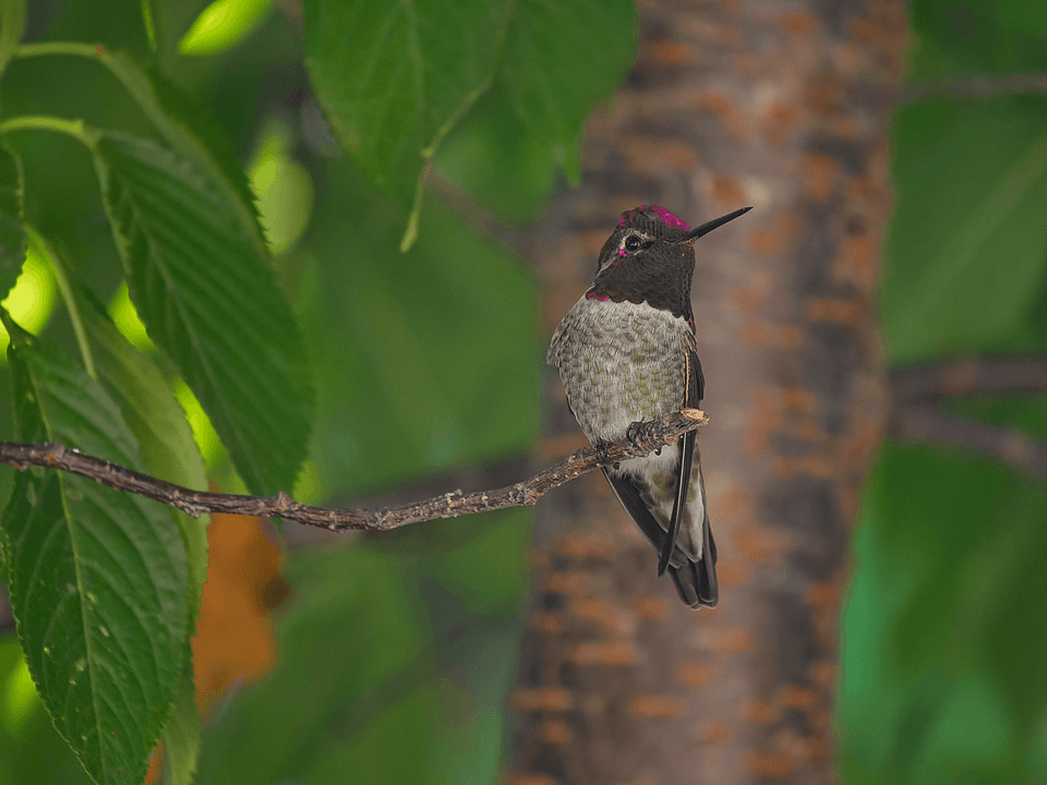 Hummingbird small little