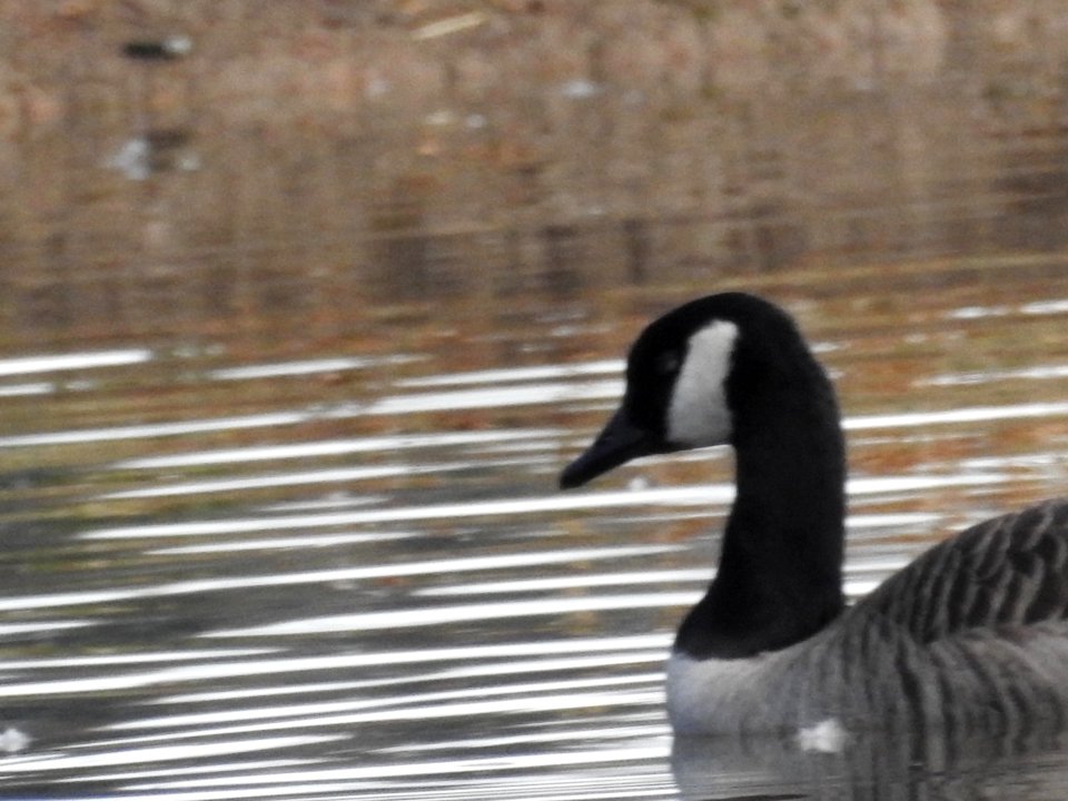 The Canadian Geese from Warren Park
